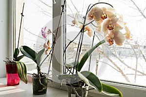 yellow orchid in a pot on a windowsill.