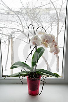 yellow orchid in a pot on a windowsill.