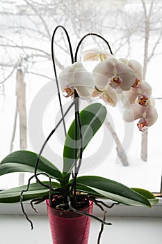 Yellow orchid in a pot on a windowsill.