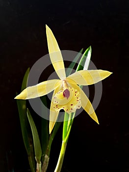 Yellow orchid un black background