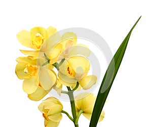 Yellow orchid on white.