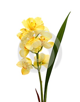 Yellow orchid on a white background.