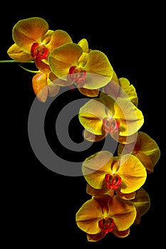 Yellow Orchids