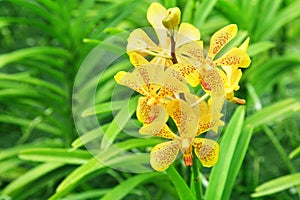 Yellow orchids photo