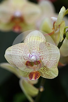 Yellow orchids