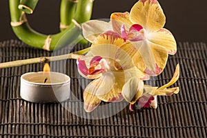 Yellow orchids