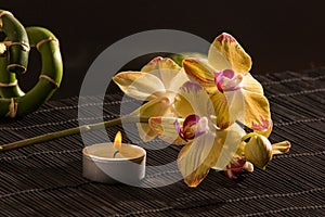 Yellow orchids
