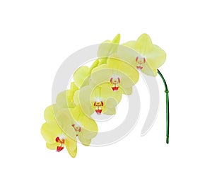 Yellow orchids blooming  , Nature inflorescence patterns of  colorful flowers phalaenopsis  isolated on white background with