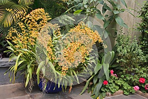 Yellow Orchids in a Container