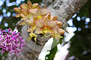 Yellow orchids dendrobium  blooming in nature garden outdoor background