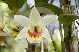 Yellow orchids flower in the garden