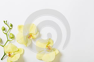the yellow orchids flowers on white background