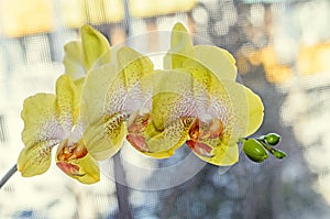 Yellow orchids with red pistils close up branch flowers, isolate