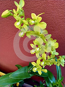 Yellow orchids sign of freindship