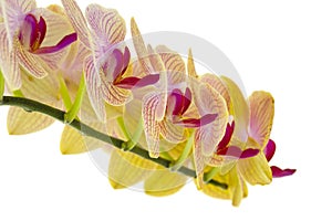 Yellow Orchids on White