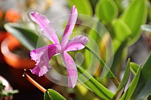 Orchids flowered in spring