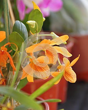 Orchids flowered in spring