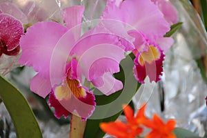 Orchids flowered in spring
