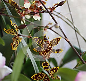 Orchids flowered in spring
