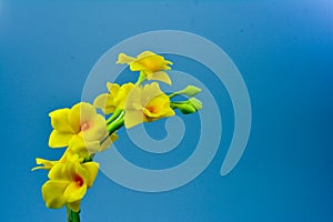 Yellow orcids plastic,on white background,select focus