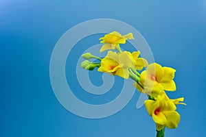 Yellow orcids plastic,on white background,select focus