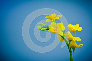 Yellow orcids plastic,on white background,select focus