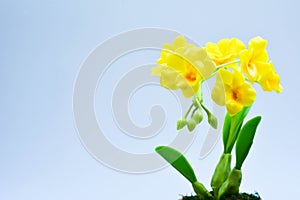 Yellow orcids plastic,on white background,select focus