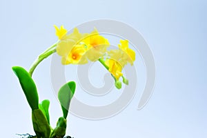 Yellow orcids plastic,on white background,select focus