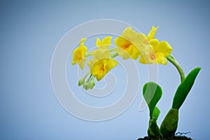 Yellow orcids plastic,on white background,select focus