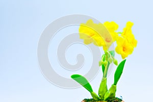 Yellow orcids plastic,on white background,select focus