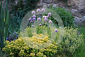 Yellow oregano, flowering chives, blue borage and leek in morning sun