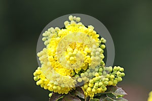 Yellow oregon grape in bloom close-p focal view effect