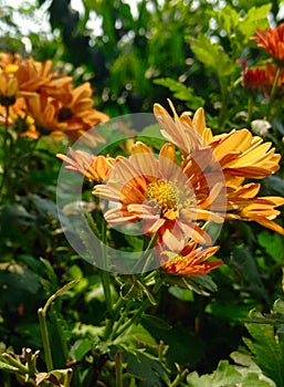 Yellow & orenge flowers