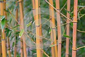 Yellow organic bamboo forest as sustainable resource in Japanese gardens for timber and lumber industry as well as fengshui zen