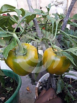 Yellow Organic Bell Peppers in pot