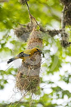 Yellow Oriole