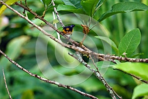 Yellow Oriole bird at Asa Wright In Trinidad and Tobago