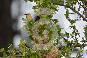Yellow Oriole Bird on Birdnest