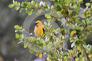 Yellow Oriole Bird