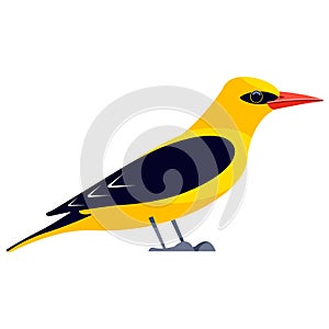 Yellow oriole is a passerine bird in the family Icteridae. Bird Cartoon flat style beautiful character of ornithology, v