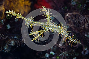 Yellow Ornate Ghost Pipefish Hovering Over Reef photo