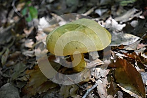 Ornate-stalked or Goldstalk Bolete Mushroom photo