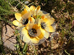 Yellow ornithogalum variety photo