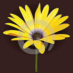 Yellow osteospermum African daisies flower