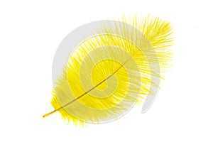 Yellow ostrich feather on a white isolated background