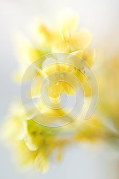 Yellow out of focus floral background