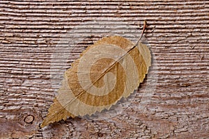 Yellow outumn leaf