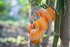 Yellow oval tomatoes ripen on a tassel on the stem of a tomato bush