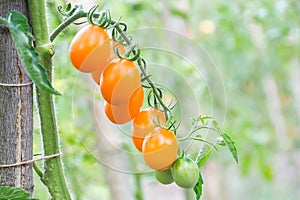 Yellow oval tomatoes ripen on a tassel on the stem of a tomato bush