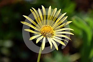 Yellow Ox Eye Buphthalmum salicifolium springflower on sunlid